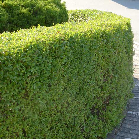 Heckenschnitt